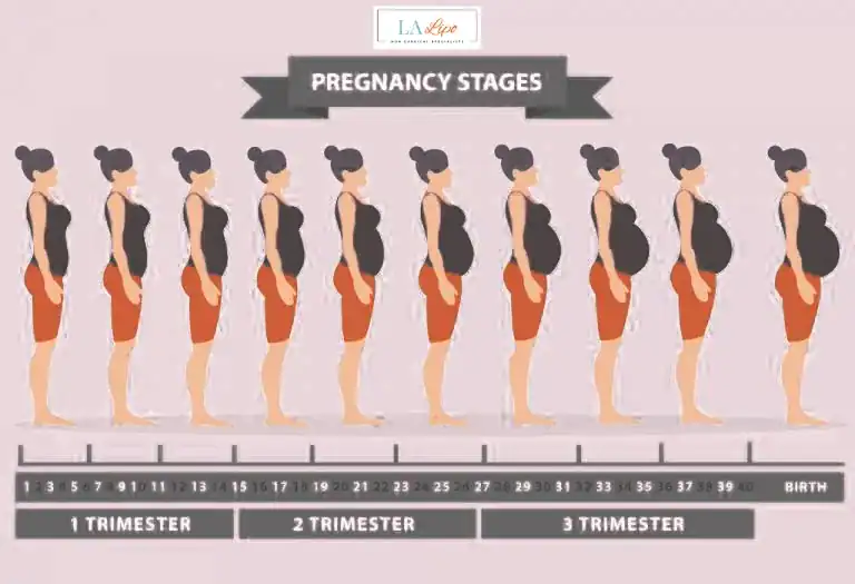 First Trimester (Weeks 1–12): Early Changes You Might Not Notice Buxton